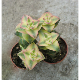 Crassula perforata f....