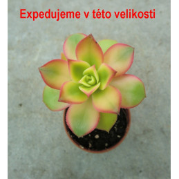 Aeonium haworthii cv. Kiwi