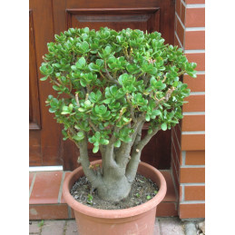 Crassula portulacea