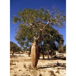 Delonix decaryi "Lahvový...